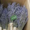 hoa lavender khô giá sỉ