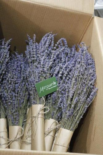 hoa lavender khô giá sỉ
