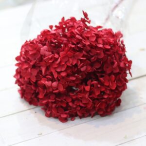 hoa cẩm tú cầu khô