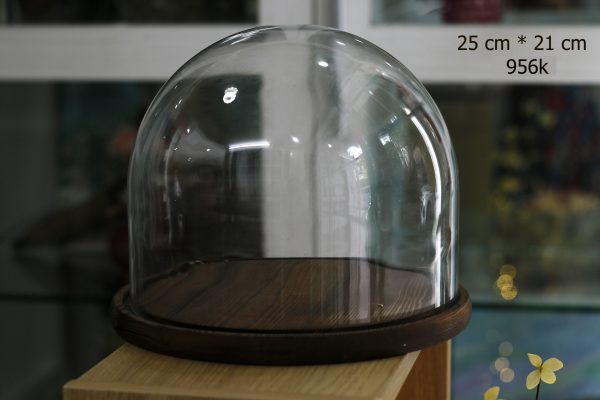 Nắp chụp thủy tinh đế gỗ Dom 25x21 cm