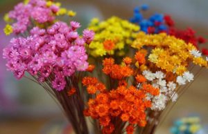 Ý nghĩa của hoa Snowy Flower