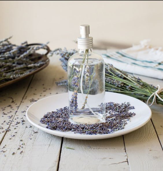 lavender 21