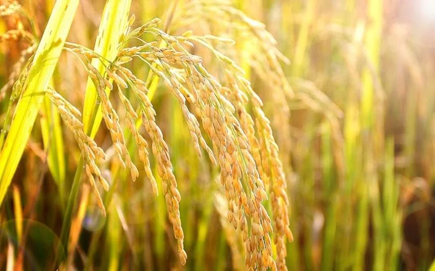 Top 5 loại hoa khô đẹp trưng bày ngày tết 2024
